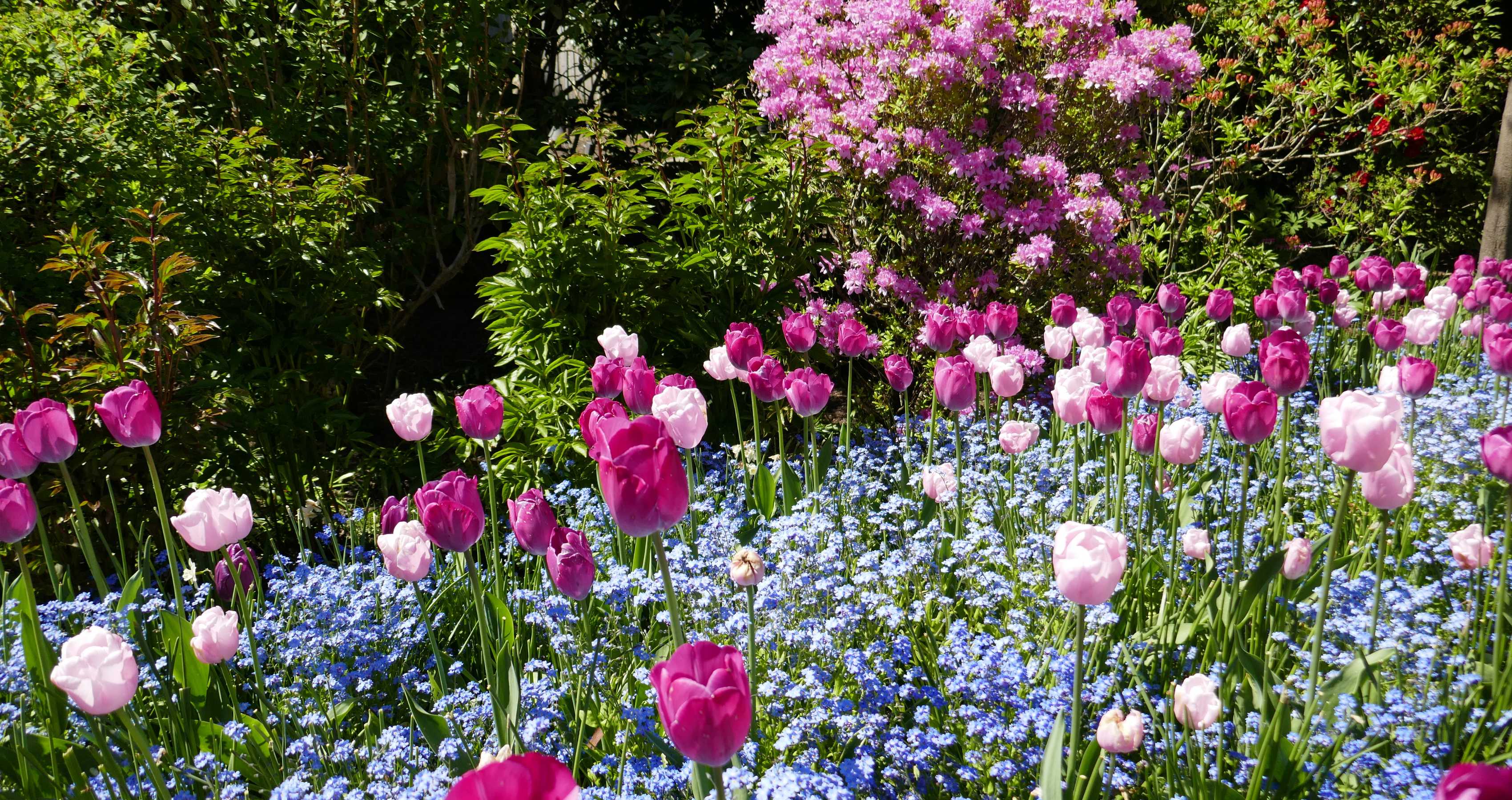 Pink and White tulips in a garden with a bush in the background 