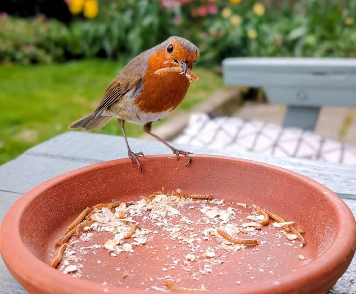 A bird (a robin) eating worms out of a plate
